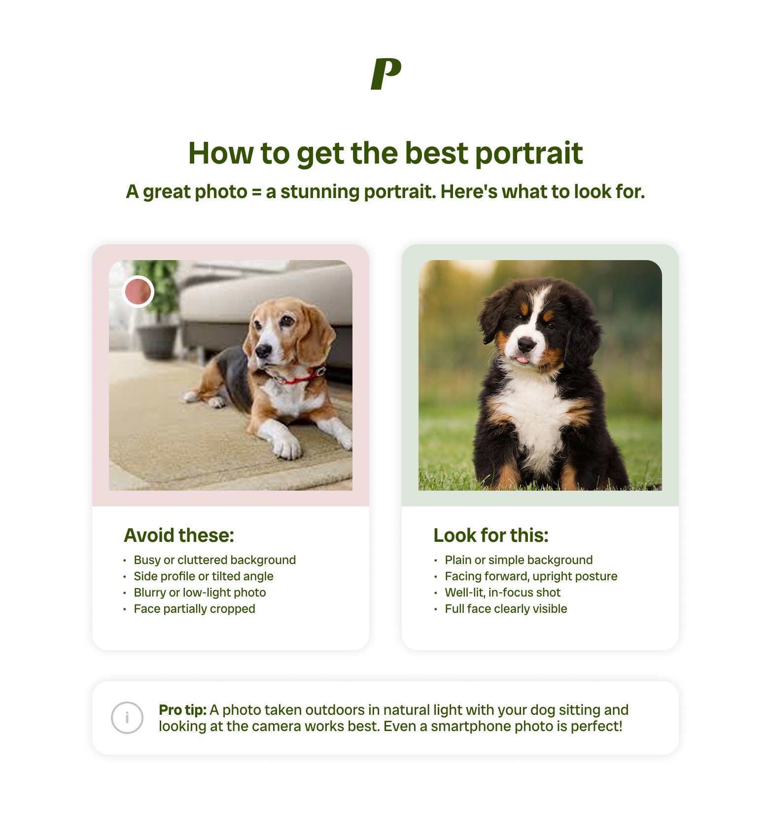 Photo examples showing which pet photos work best — good lighting, face-the-camera, close-up framing — and which to avoid